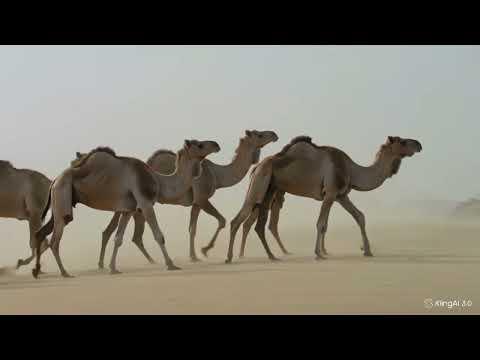 نمر الورق