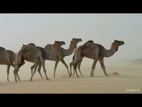 اللُّحْمَةَ الوطنية