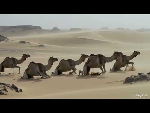 إلى الزعيم سعد زغلول 