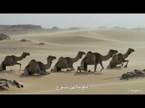 يا بايع الرقي 